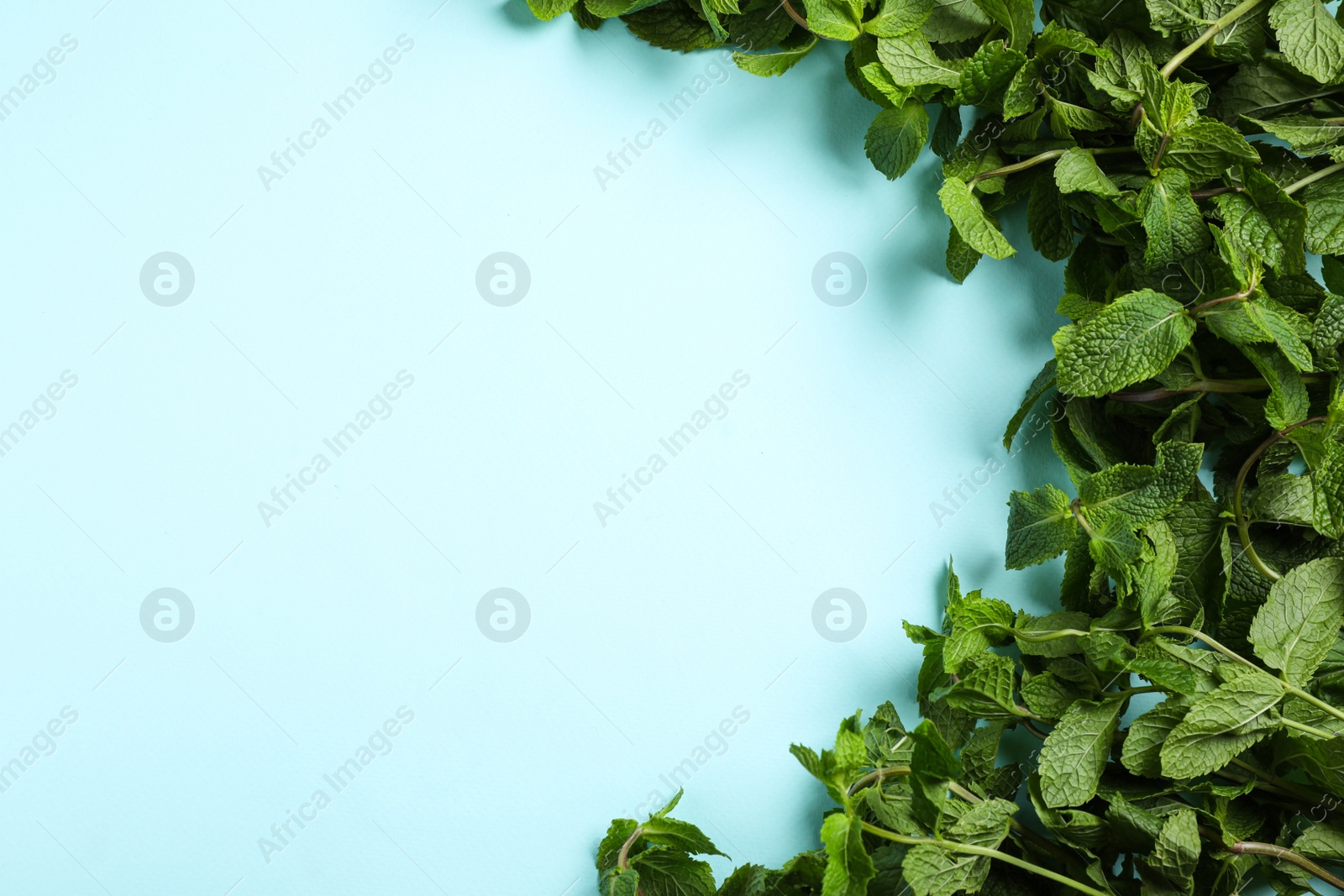 Photo of Fresh aromatic mint on light blue background, top view. Space for text