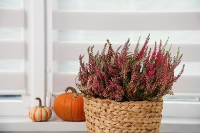 Beautiful heather flowers in wicker basket and pumpkins indoors. Space for text
