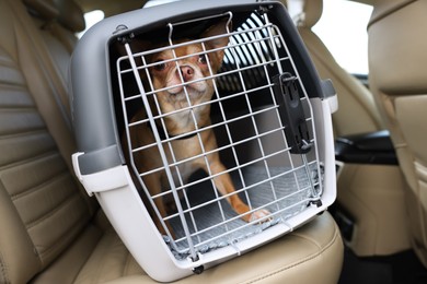 Photo of Small Chihuahua in pet carrier inside car