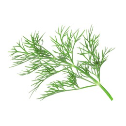 Photo of Sprig of fresh dill isolated on white