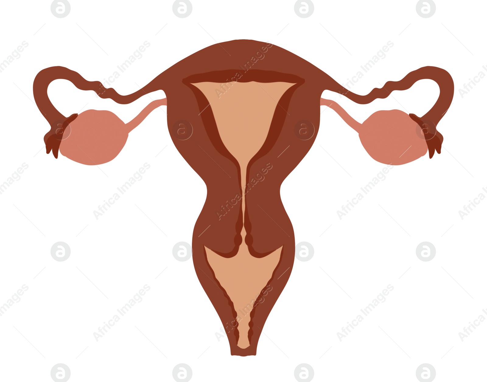 Image of Female reproductive system on white background, illustration