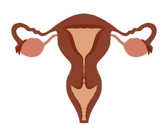 Image of Female reproductive system on white background, illustration