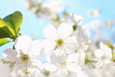 Photo of Branch of beautiful blossoming tree on sunny spring day outdoors