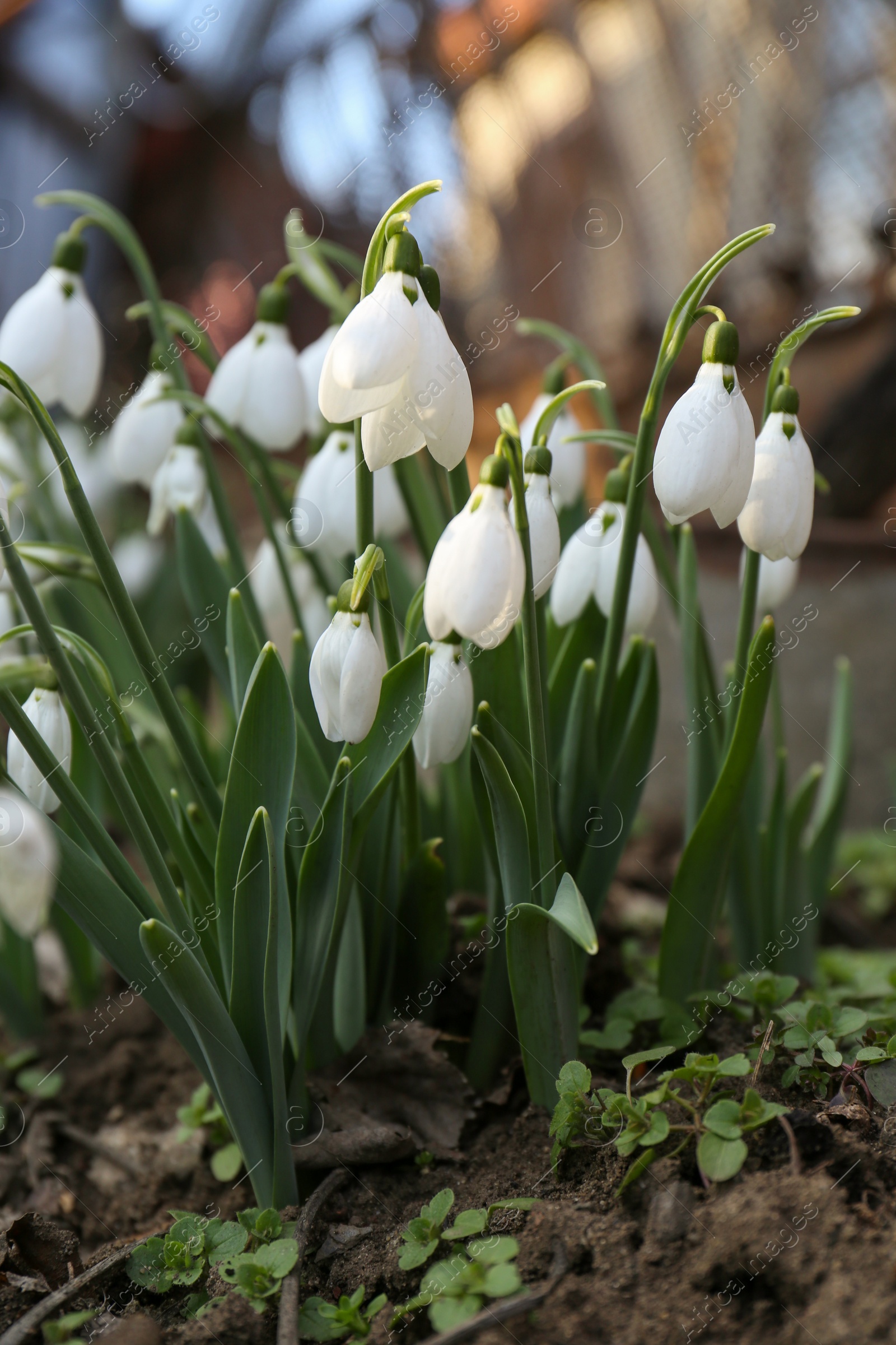 Photo of Beautiful blooming snowdrops growing outdoors. Spring flowers