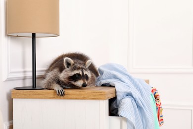 Cute mischievous raccoon lying on chest of drawers indoors