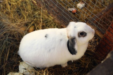 Cute fluffy bunny on hay in zoo, above view