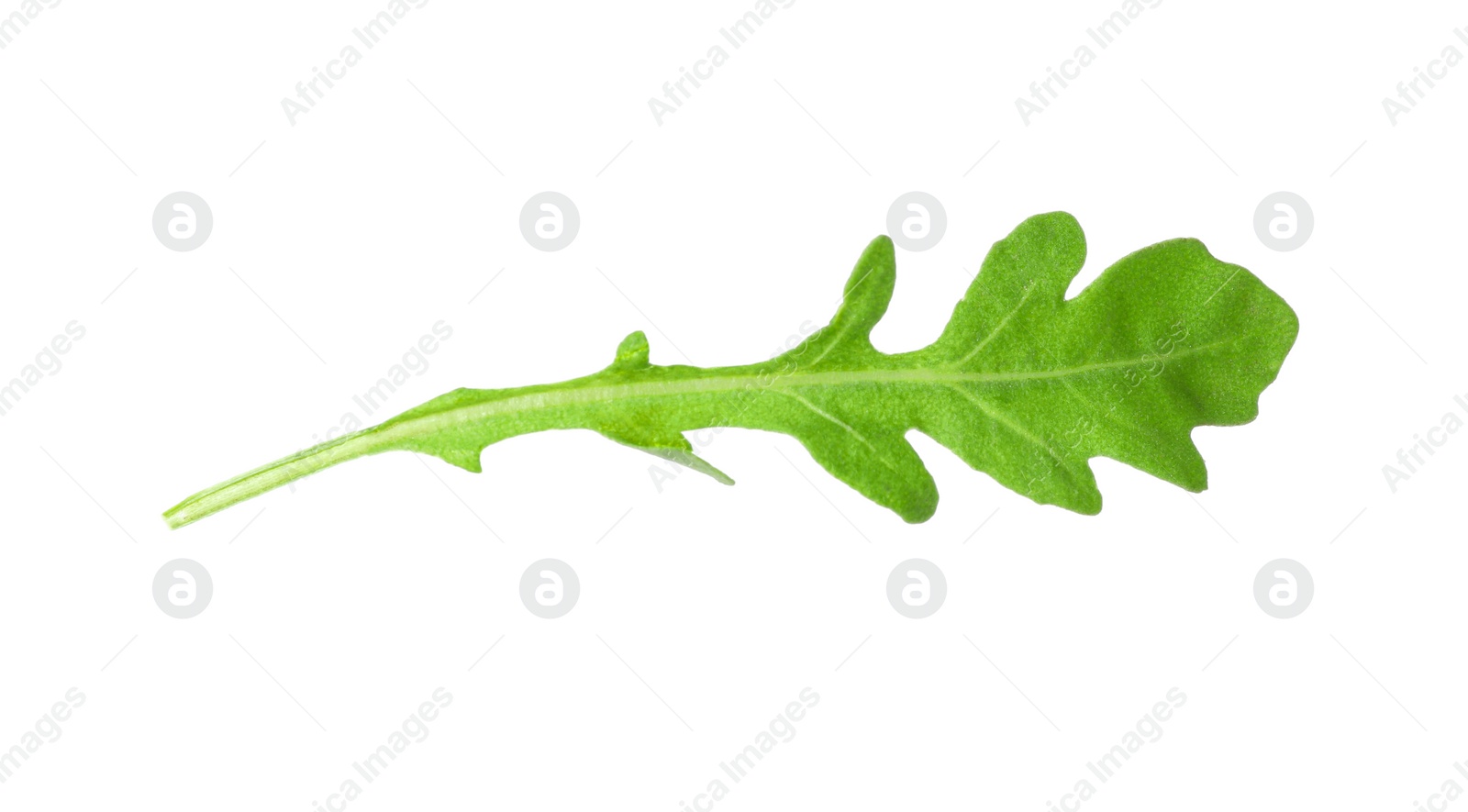 Photo of Leaf of fresh arugula isolated on white