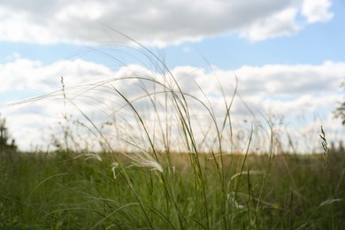 Photo of Beautiful feather grass growing in field, closeup