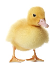 Cute fluffy gosling on white background. Farm animal