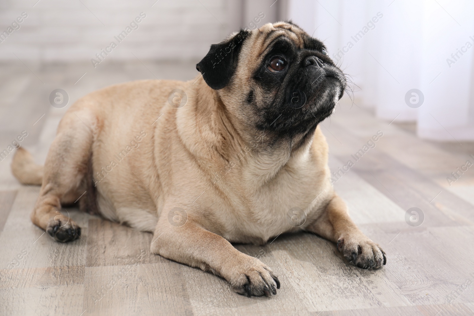 Photo of Happy cute pug dog on floor indoors