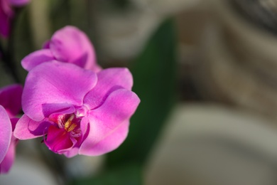 Photo of Beautiful blooming tropical orchid on blurred background, closeup. Space for text