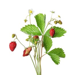 Stems of wild strawberry with berries, green leaves and flowers isolated on white