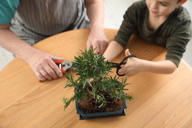 Senior man with little grandson taking care of Japanese bonsai plant indoors, closeup. Creating zen atmosphere at home