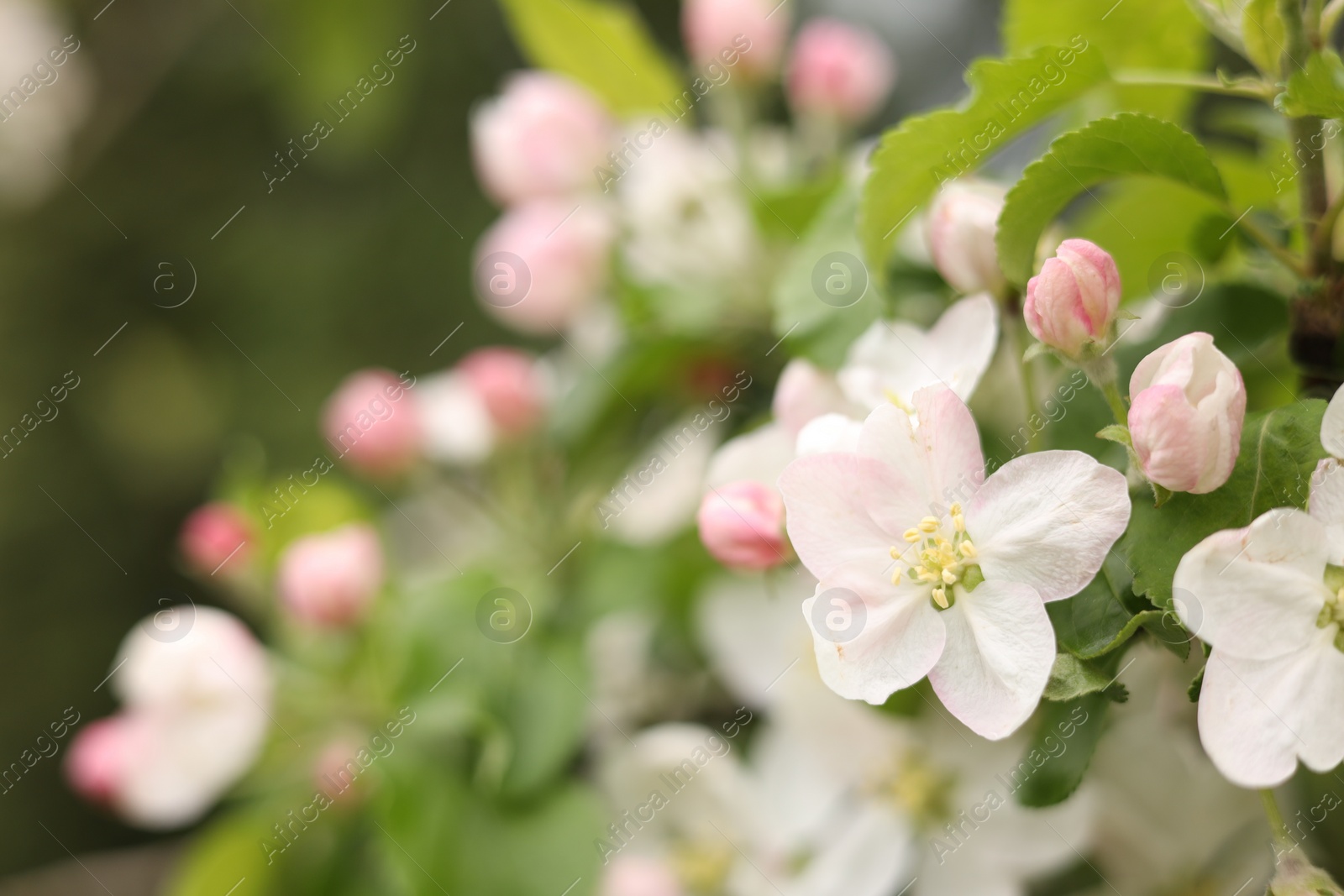 Photo of Apple tree with beautiful blossoms outdoors, space for text. Spring season