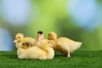 Photo of Cute fluffy ducklings on green grass against blurred background