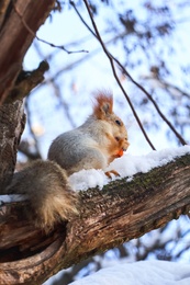 Cute squirrel eating on acacia tree in winter forest