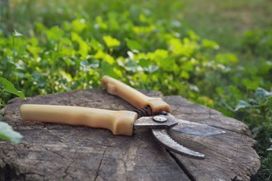 Photo of Old secateurs on wooden stump in garden, space for text