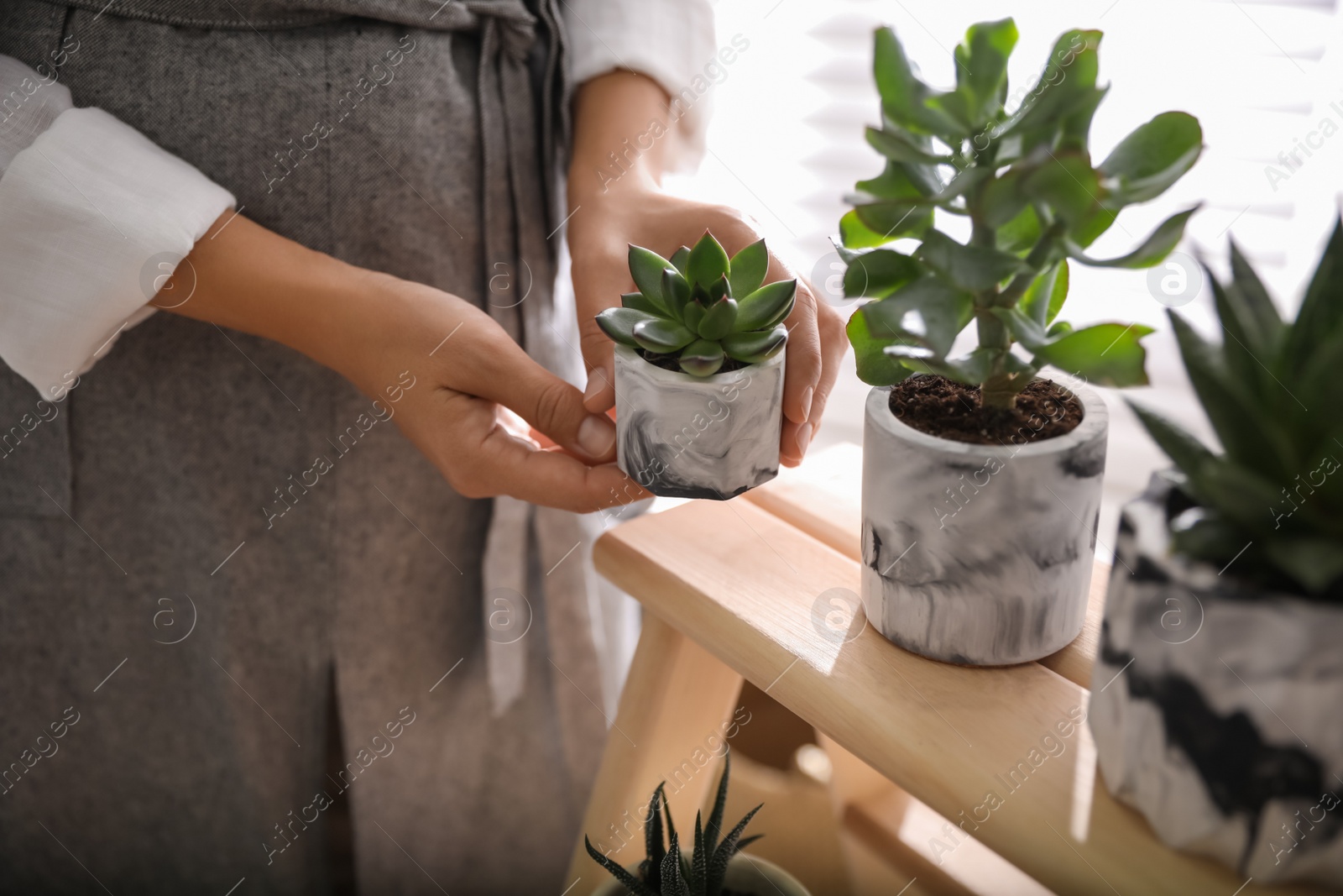 Photo of Woman with different beautiful succulents indoors, closeup