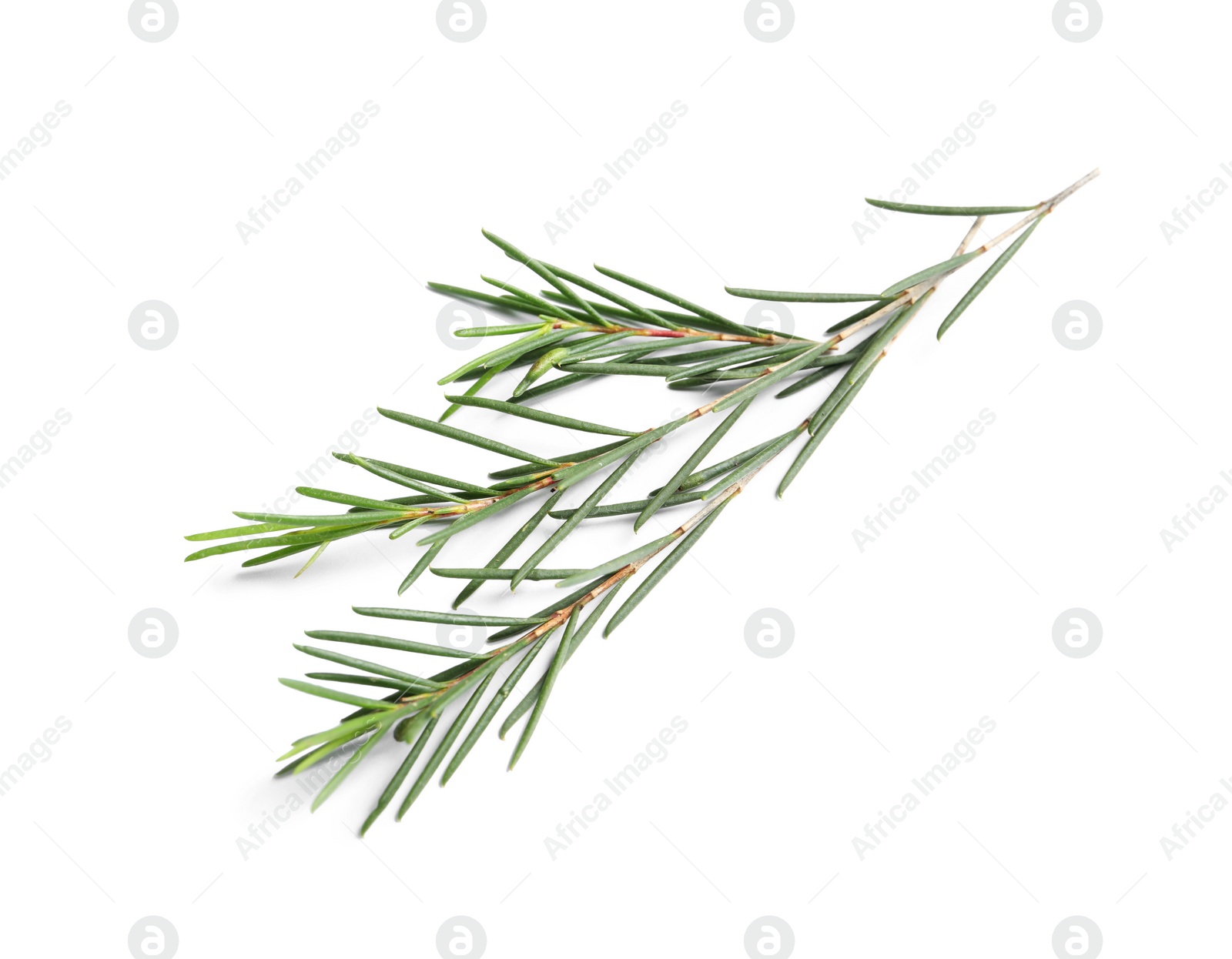 Photo of Branch of tea tree on white background. Natural essential oil