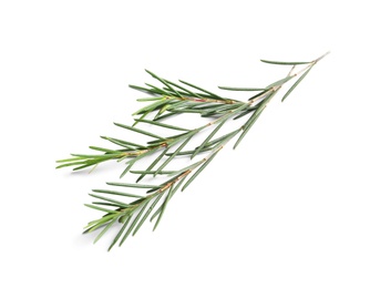 Photo of Branch of tea tree on white background. Natural essential oil