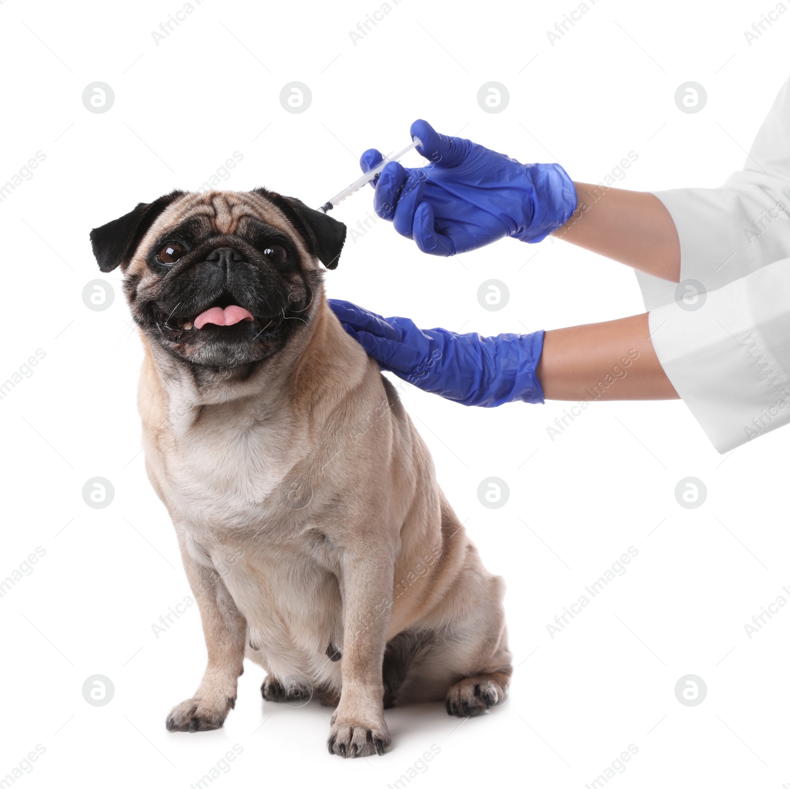 Photo of Professional veterinarian vaccinating cute pug dog on white background, closeup