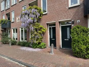 Photo of Building with beautiful blossoming wisteria vine outdoors