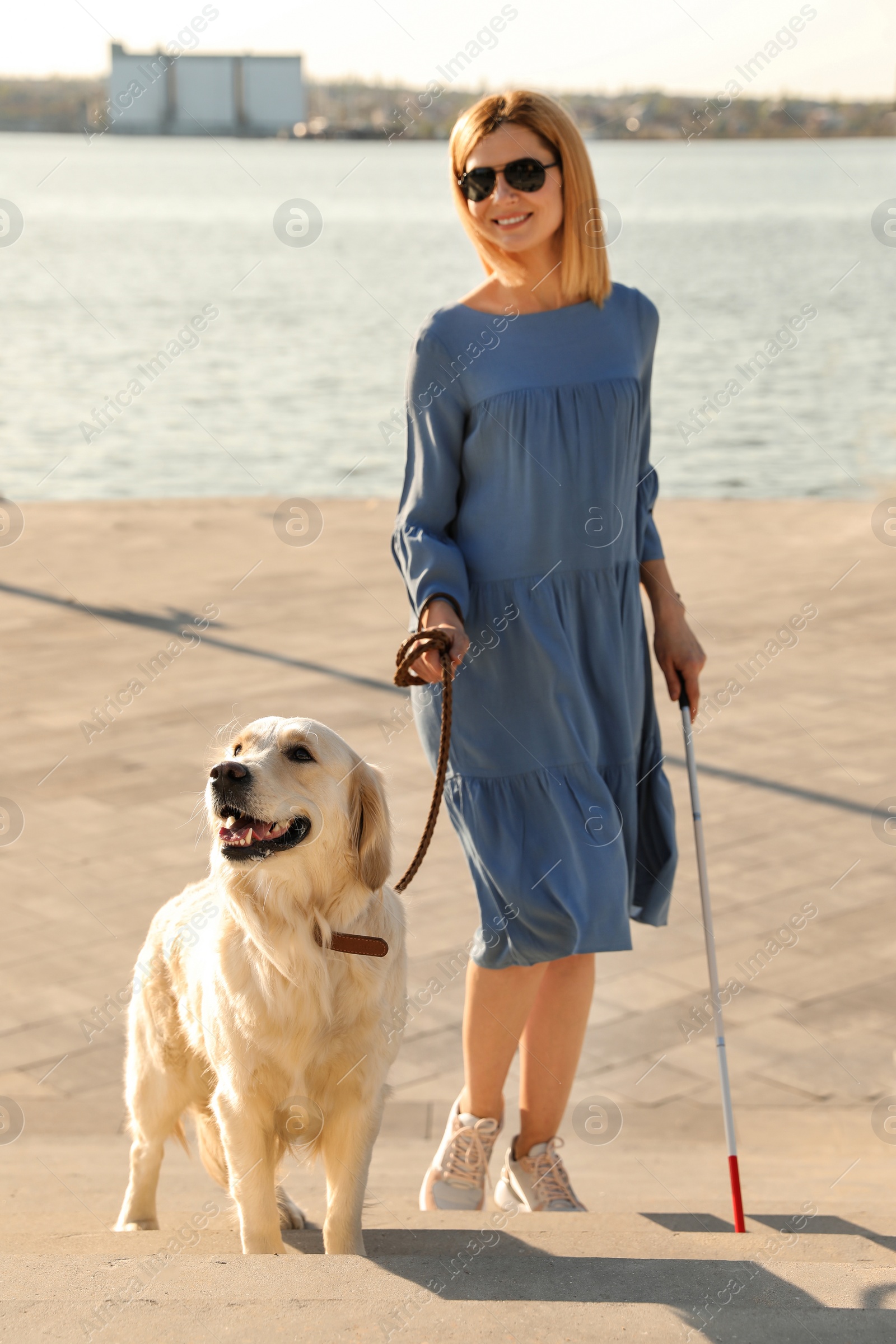 Photo of Guide dog helping blind person with long cane going up stairs outdoors