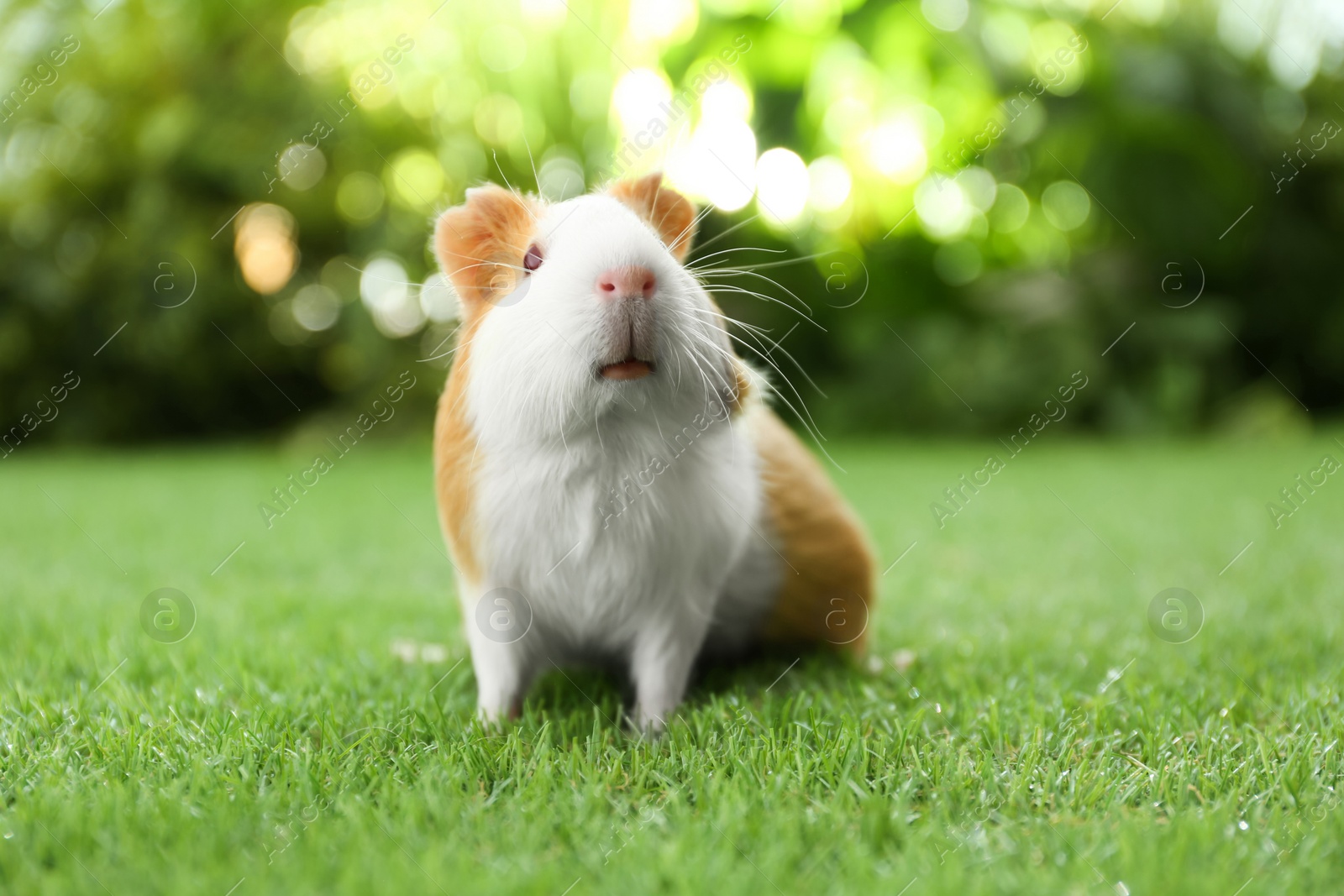 Photo of Cute guinea pig on green grass in park