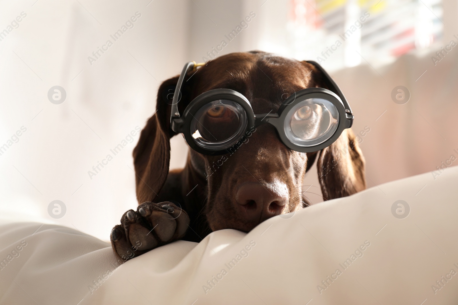 Photo of Adorable German Shorthaired Pointer dog in funny glasses on cushion indoors. Halloween costume for pet