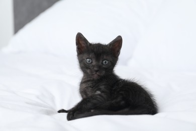 Photo of Cute fluffy kitten on bed indoors. Baby animal