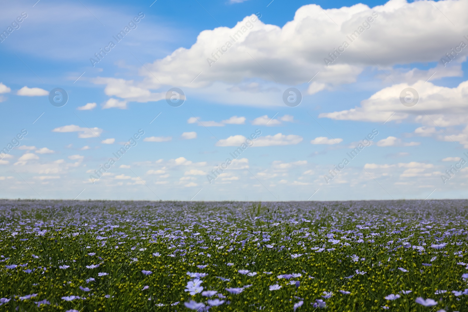 Photo of Beautiful view of blooming flax field on summer day