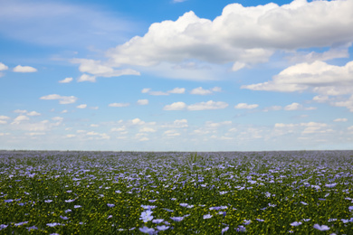 Beautiful view of blooming flax field on summer day