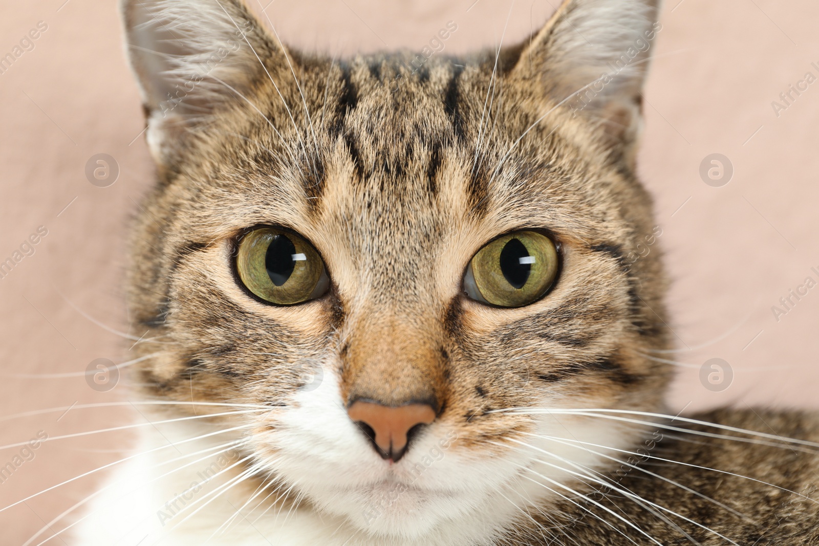 Photo of Closeup view of cute tabby cat with beautiful eyes