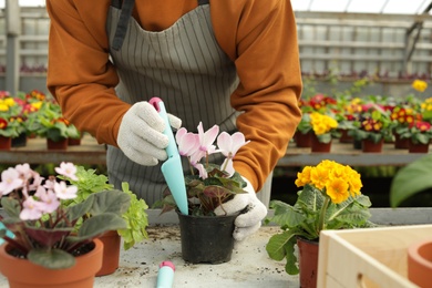 Photo of Man potting flower in greenhouse, closeup. Home gardening