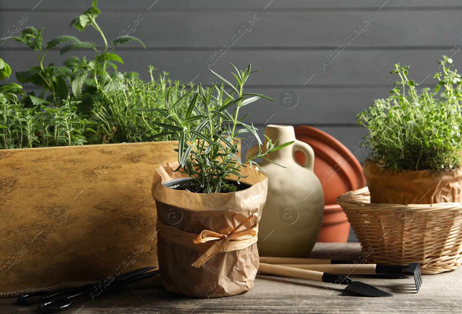 Photo of Crate with different potted herbs and gardening tools on wooden table, closeup