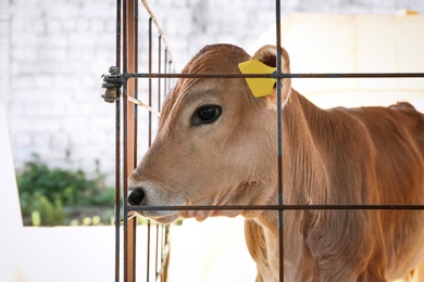 Photo of Pretty little calf near fence on farm, closeup. Animal husbandry