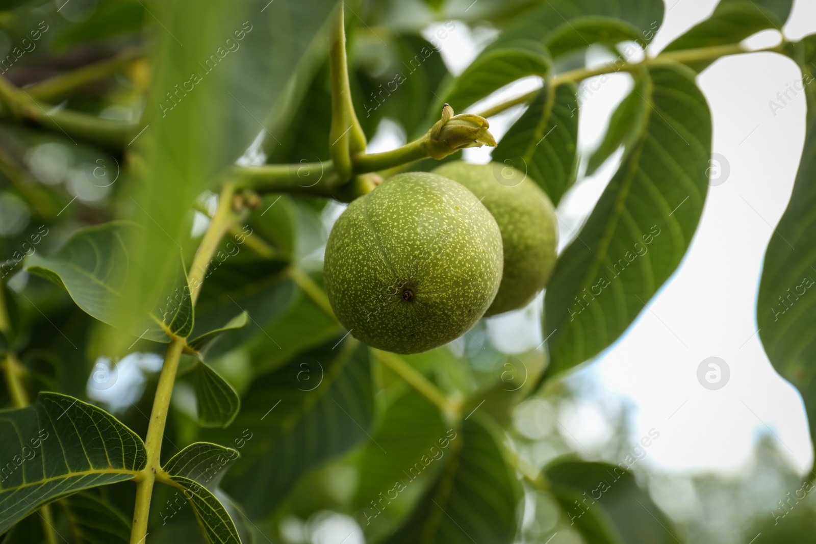 Photo of Green unripe walnuts on tree branch outdoors, closeup