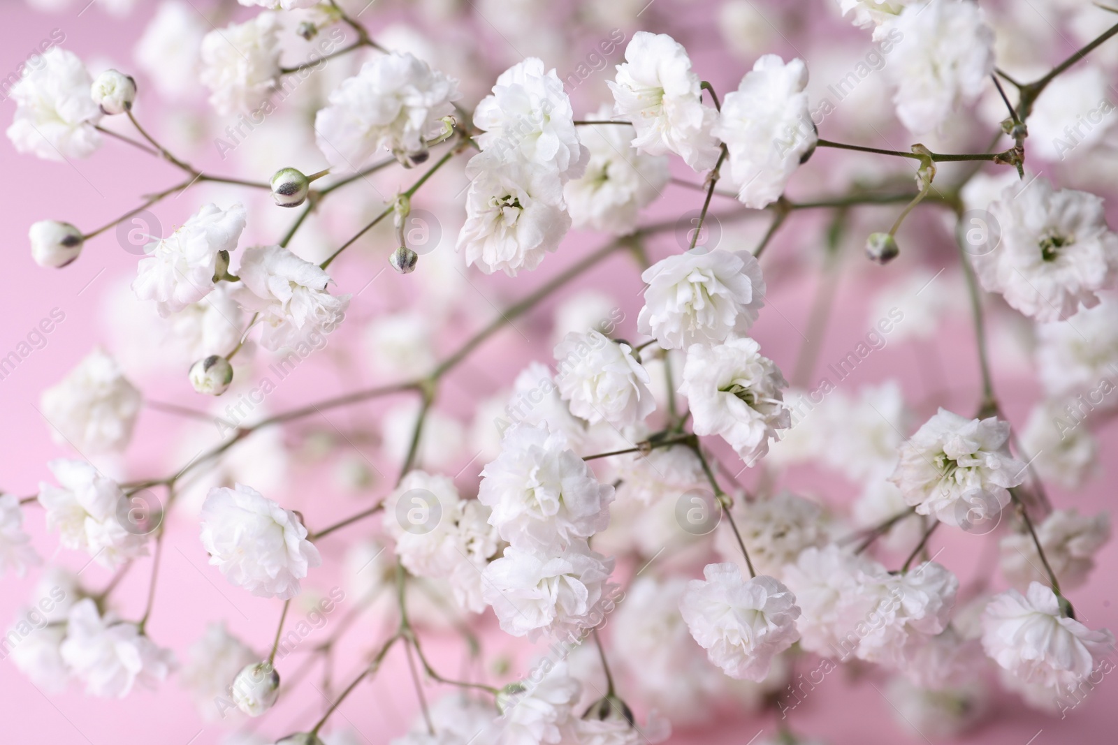 Photo of Beautiful gypsophila flowers on pink background, closeup view