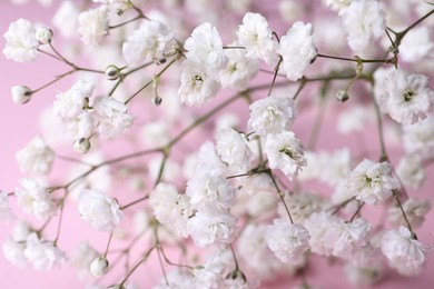 Photo of Beautiful gypsophila flowers on pink background, closeup view