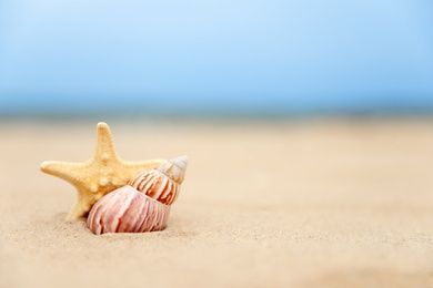Photo of Sandy beach with beautiful seashell and starfish, space for text