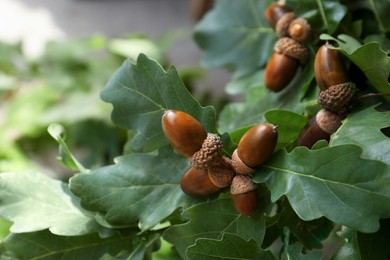 Photo of Oak branch with acorns and leaves outdoors, closeup