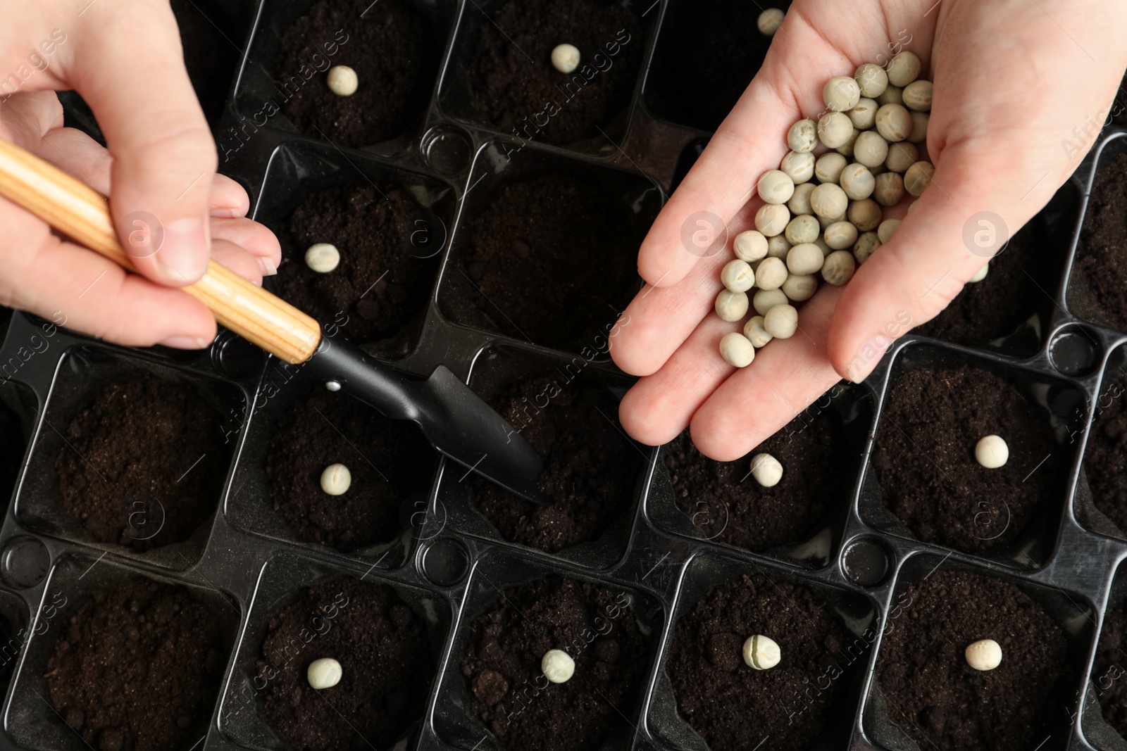 Photo of Woman planting soybeans into fertile soil, closeup. Vegetable seeds