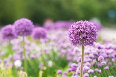 Photo of Beautiful giant onion flower on blurred background, closeup. Space for text