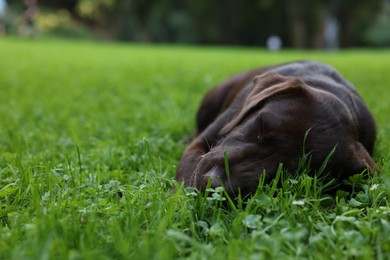 Adorable Labrador Retriever dog lying on green grass in park, space for text