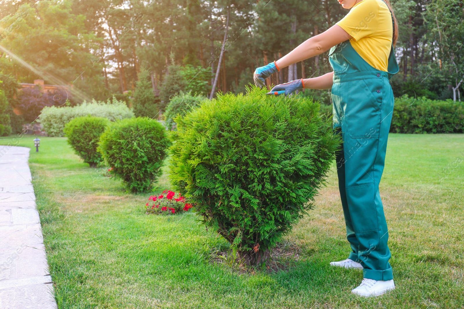 Photo of Woman trimming green bush outdoors, closeup. Home gardening