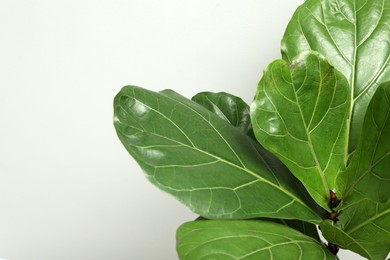 Fiddle Fig or Ficus Lyrata plant with green leaves on light grey background, closeup. Space for text