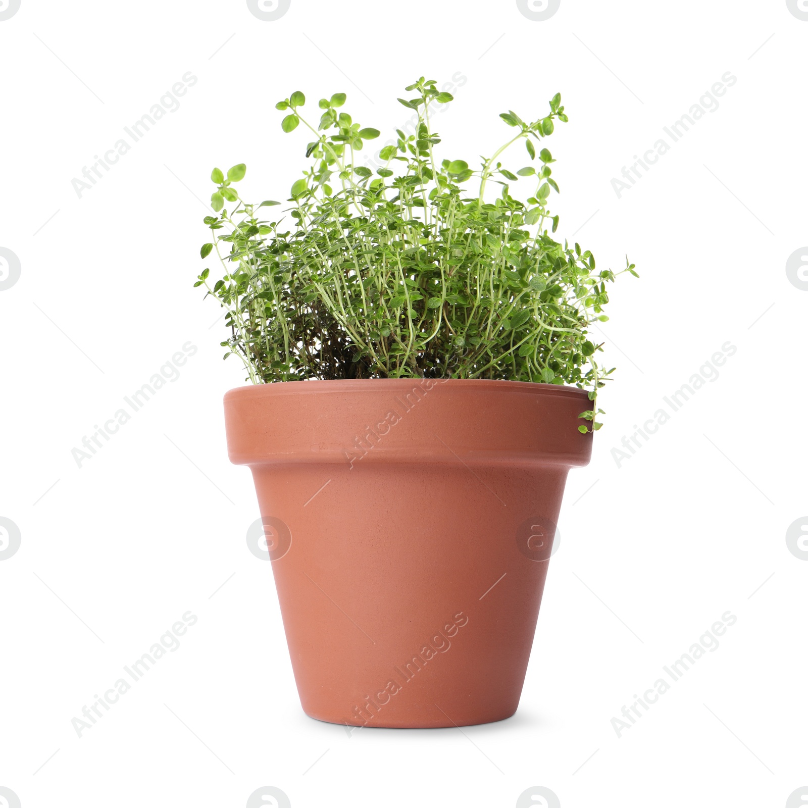 Image of Green thyme in clay pot isolated on white