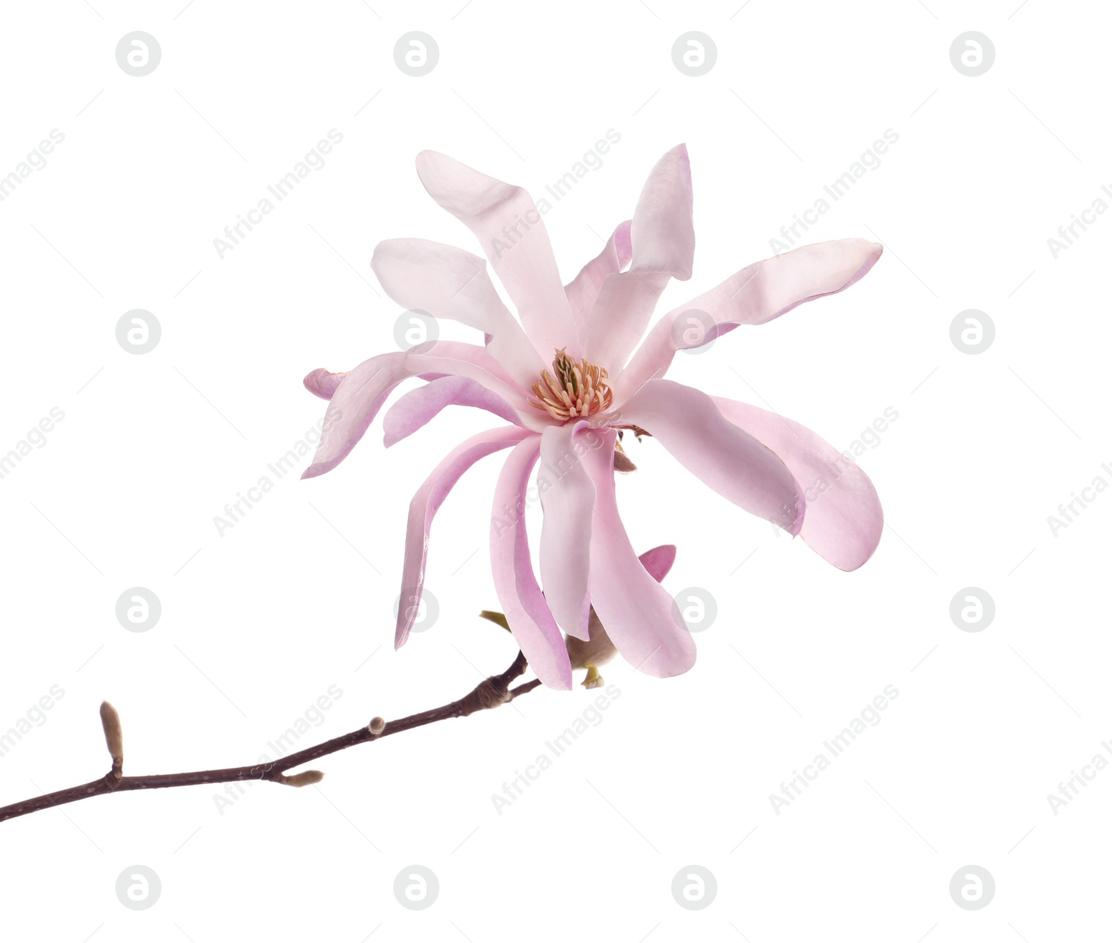 Photo of Magnolia tree branch with beautiful flower isolated on white