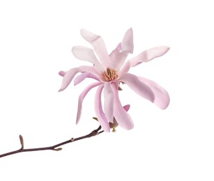 Magnolia tree branch with beautiful flower isolated on white