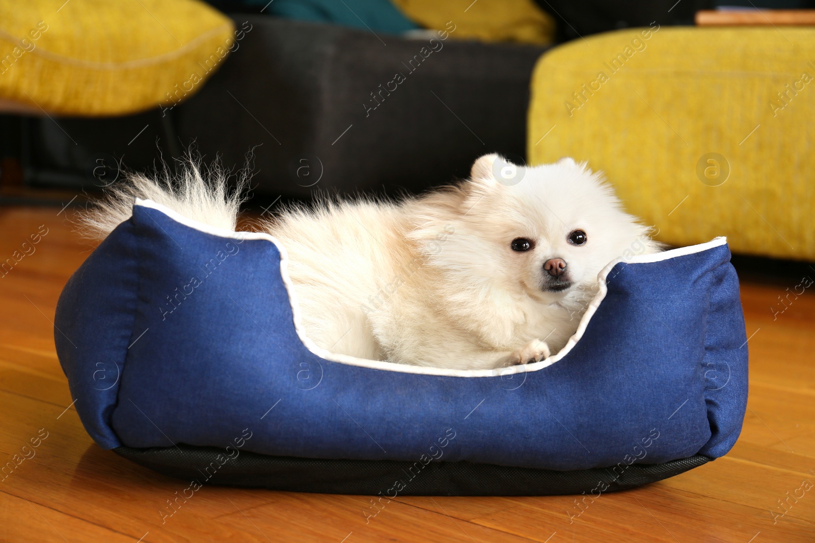 Photo of Cute fluffy Pomeranian dog in pet bed indoors